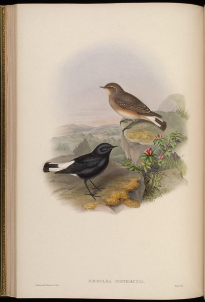 Dromolaea Opistholeuca = Oenanthe Picata Opistholeuca by John Gould